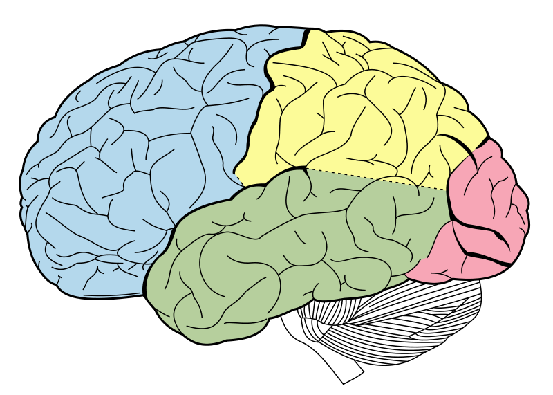 Principal fissures and lobes of the cerebrum viewed laterally.