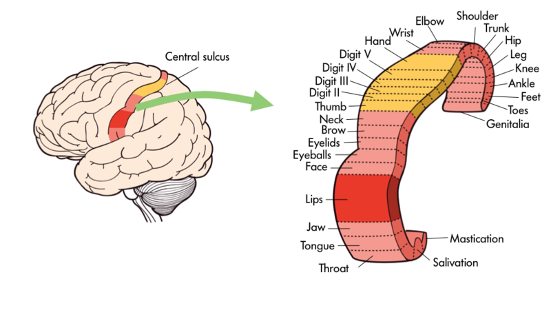 Image of the motor cortex, detailing how specific areas correlate to distinct body parts, like the throat, tongue, jaw, lips, face, hands, and other body parts. 
