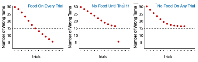 3 graphs depicting the three groups in Tolman's experiment: Group 1: food on every trial, Group 2: no food until trial 11, and Group 3: no food on any trial. Group 1 makes 5 wrong turns, group two makes 5 wrong turns, and group 3 makes 16 wrong turns on trial 12.