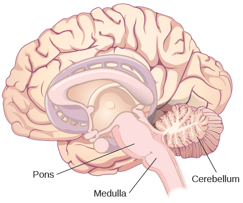 An illustration shows the location of the pons, medulla, and cerebellum.