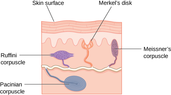 touch-receptors-study-help-pinterest-dopamine-receptor-and-study-help