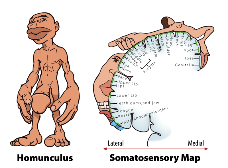 Homunculus and somatosensory map, showing the areas in the sensory cortex that respond with the greatest sensitivity to touch. Hands, faces, and genitals are particularly sensitive.